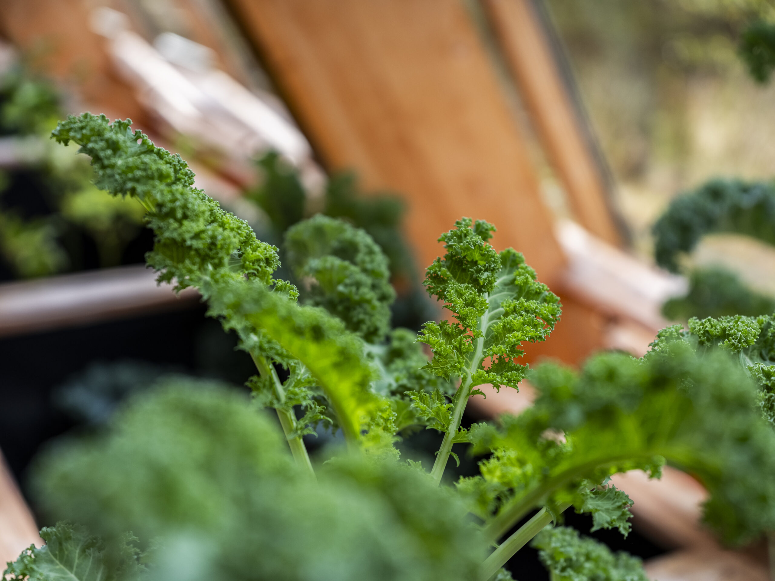 Philip_Liljenberg_Atri_250914_22