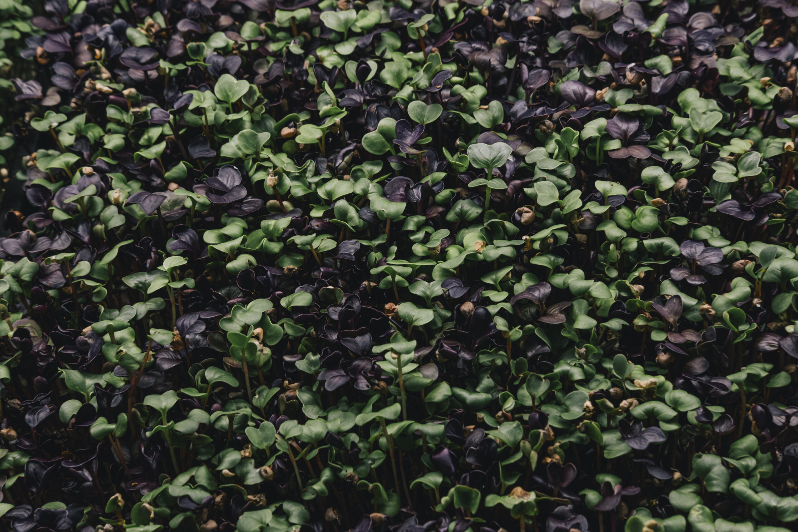 Philip_Liljenberg_260302_Mikrogården_Rädisa_Mix