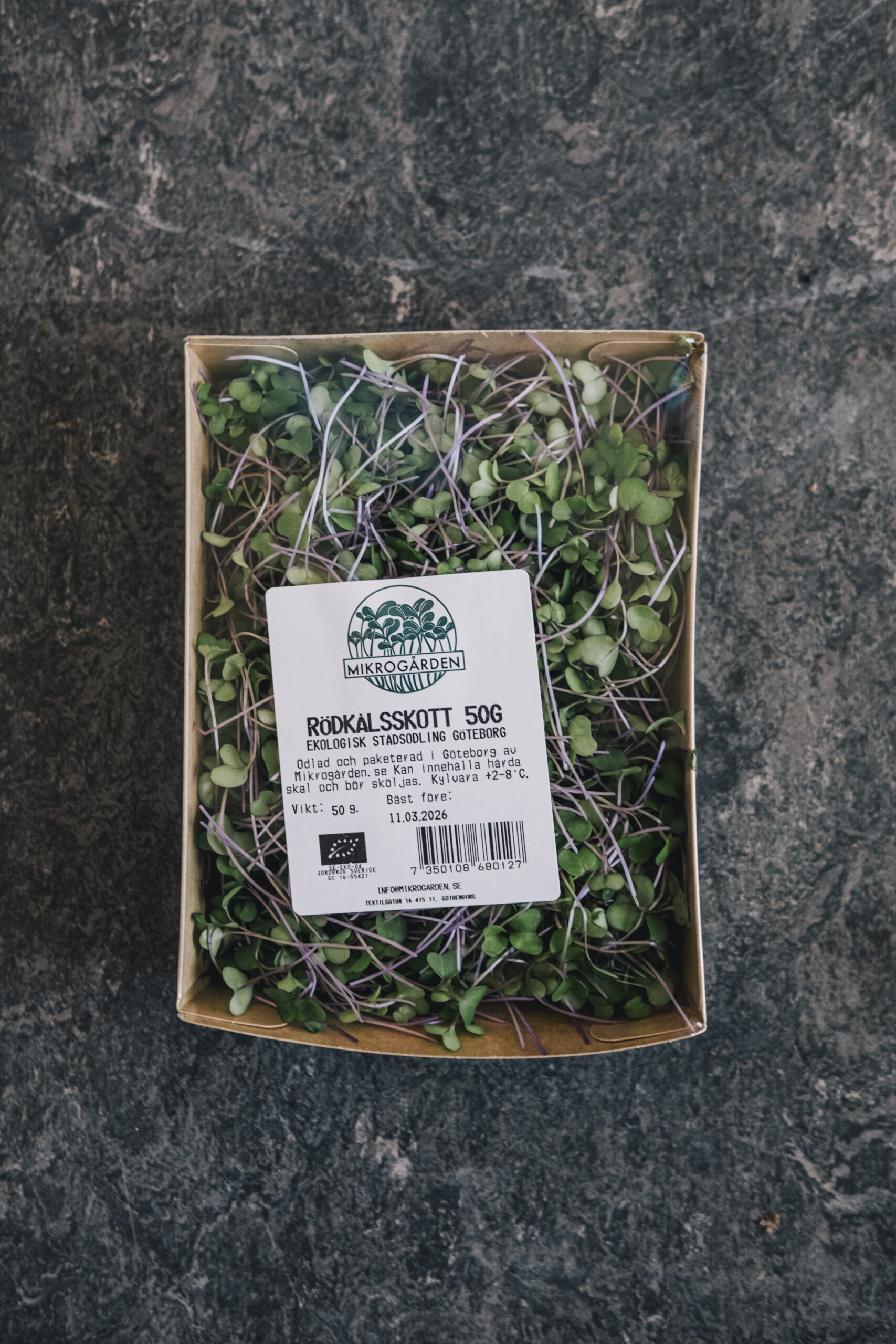 Philip_Liljenberg_260302_Mikrogården_Rödkålsskott