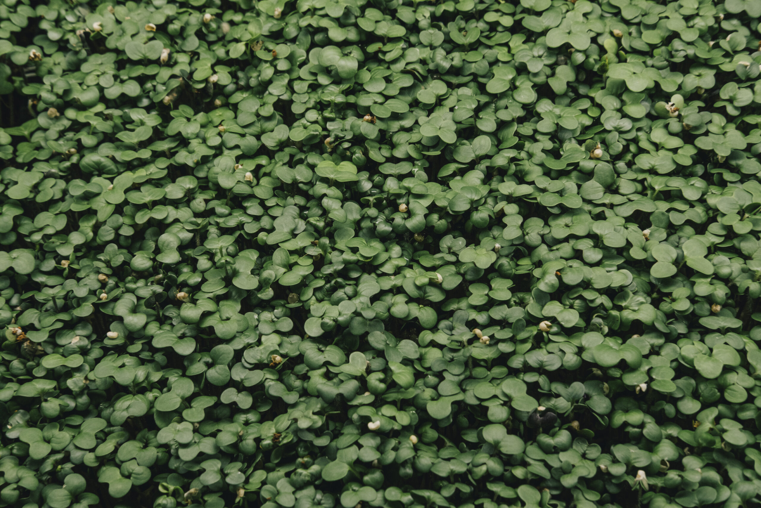 Philip_Liljenberg_260302_Mikrogården_Senap