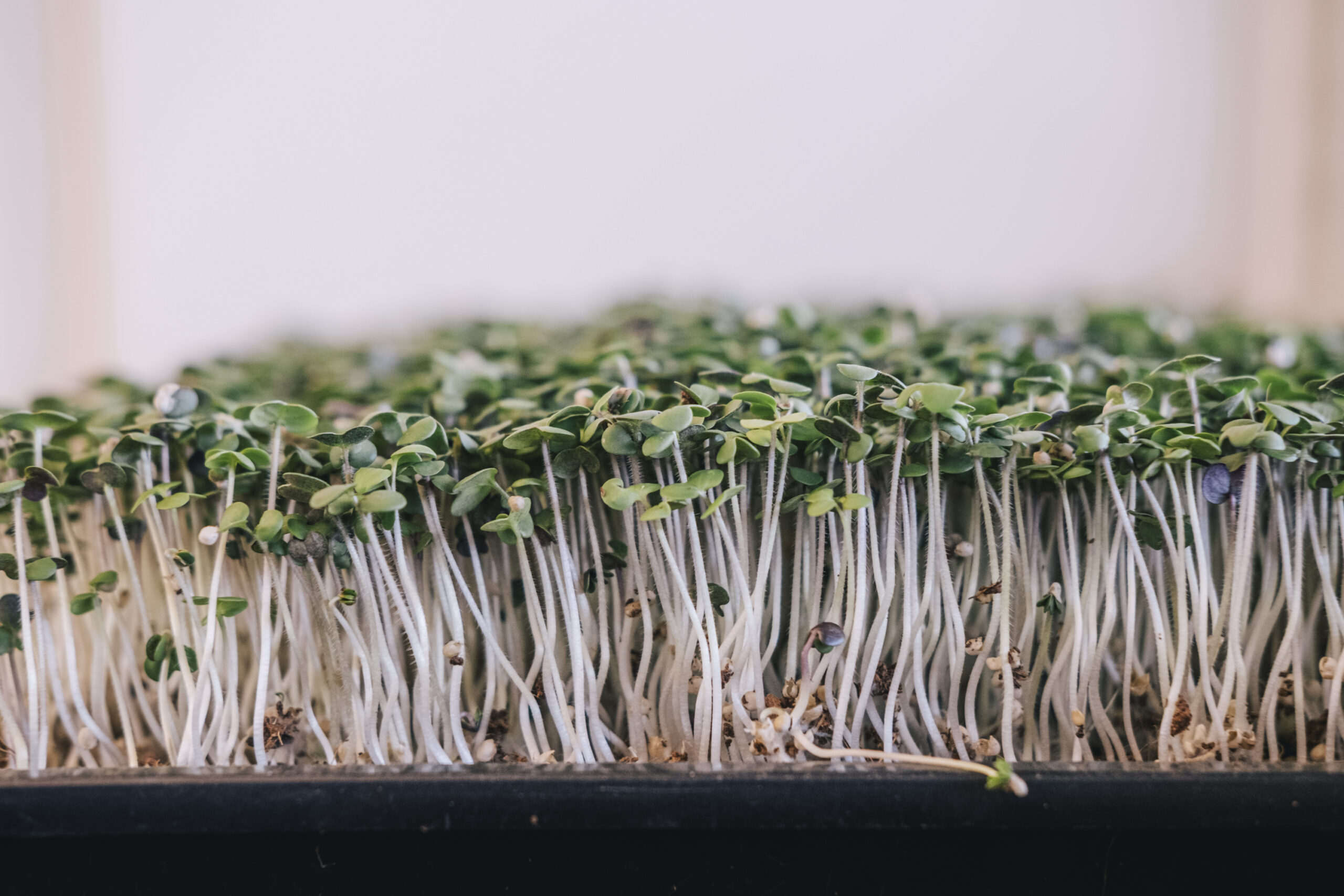 Philip_Liljenberg_260302_Mikrogården_Senap_02